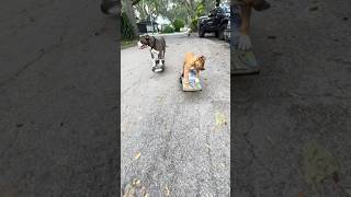 There’s a new Onewheel dog in town 😲 onewheel [upl. by Beekman]