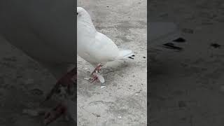 New shots videos bayral pigeon 8979 [upl. by Icart275]