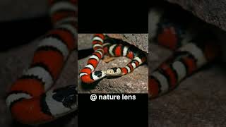 Difference between coral snake and skarlet king snake shorts intrestingamazingfacts [upl. by Adnowal848]