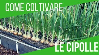 COLTIVARE CIPOLLE  SEMINA 6 VARIETÀ DIFFERENTI  ORTO E GIARDINAGGIO [upl. by Roddy]