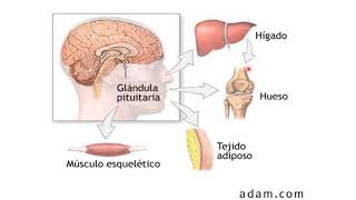 Hipófisis o pituitaria [upl. by Feldt237]