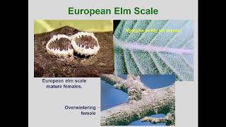 Module27 Scales I Mealybugs MinorFamilies 2019 [upl. by Rushing]