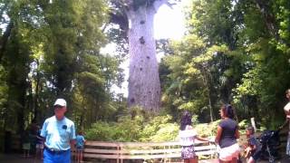 TANE MAHUTA The Largest Kauri Tree [upl. by Aelyk36]