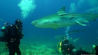 Diving and Petting Dangerous Sharks Shows how to safely face shark encounters [upl. by Valdas]