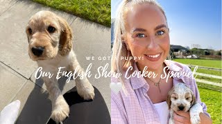 OUR ENGLISH SHOW COCKER SPANIEL PUPPY  First few weeks with our puppy vlog 🐶 [upl. by Nrevel455]