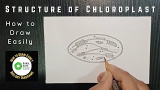 How to draw Structure of a Chloroplast RAHULArtsBiology [upl. by Dawn56]