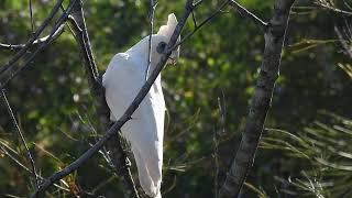 Little Corella Hervey Bay Qld [upl. by Far]