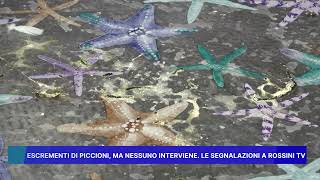 ESCREMENTI DI PICCIONI MA NESSUNO INTERVIENE LE SEGNALAZIONI A ROSSINI TV [upl. by Pascia859]