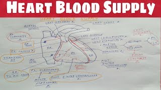 Heart Blood Supply 1  Right Coronary Artery  TCML  Dr Pawan nagar [upl. by Jadwiga]