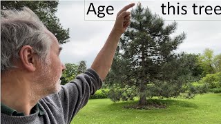 How to tell the age of a conifer tree [upl. by Mcdermott821]