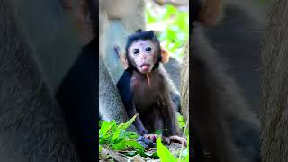 Wow a monkey with such amazing characteristics [upl. by Hairabez10]