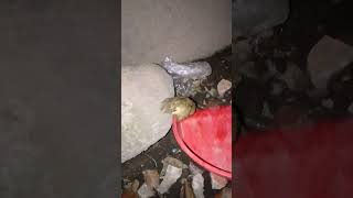 Frog caching in my garden home frog froglover funnyanimlas shorts [upl. by Atiugal]