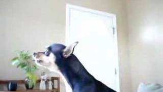 The best singing Chihuahua ever [upl. by Agneta]