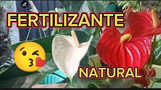 BOLSITAS DE TÉ en mis ANTURIOS 🌺 4 formas de UTILIZAR  NITROGENO FOSFORO Y POTASIO 😘😘😨 [upl. by Latsyrhc]