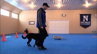 Kenzie Black Lab Trained Dog Video [upl. by Adhern982]