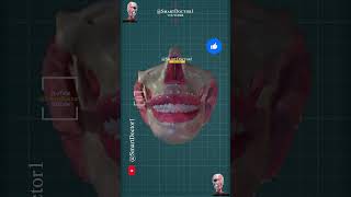 Salivary Glands Pharynx and Teeth 3D [upl. by Sinnel249]