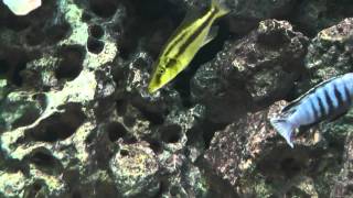 african malawi cichlid tank Dimidiochromis compressiceps gold Chizumulu [upl. by Evangelin]