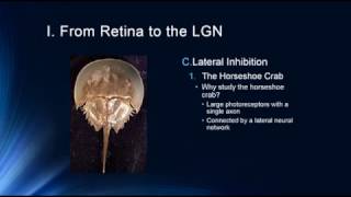 Vision  From Retina to LGN [upl. by Nance]