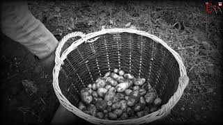 Agri rétro 55 fete de la pomme de terre à vignot  récolte à lancienne de la pomme de terre [upl. by Oranneg]