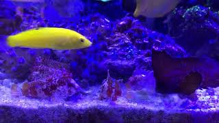 Waspfish feeding Cockatoo Bandtail [upl. by Seabury]