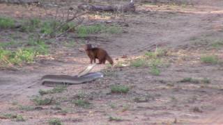 Black mamba vs Dwarf mongoose [upl. by Kristine]