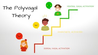 What is the Polyvagal Theory [upl. by Mcconnell708]