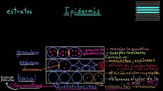 ¿Qué es la piel Epidermis  Fisiología del sistema tegumentario  Khan Academy en Español [upl. by Niko774]