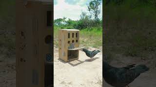 Simple Pigeon Trap Make From Cardboard Box shprts [upl. by Letrice]