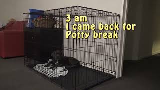 Help puppy stop crying at night in crate  Day 2 [upl. by Niatsirk]