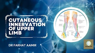 Cutaneous Innervation Of Upper Limb [upl. by Cordey]