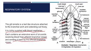 Chordate  Scoliodon Respiratory System [upl. by Valina514]