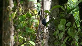 song and calls blue black Grosbeak shorts [upl. by Attah]