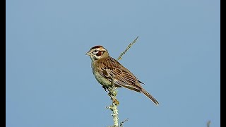 Lark Sparrow  Pat ONeil Bird IDs [upl. by Aronal]