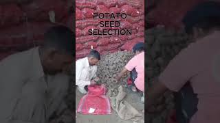 Mastering Potato Seed Selection Cultivate Your Best Harvest Yet 🌿 [upl. by Sesilu]