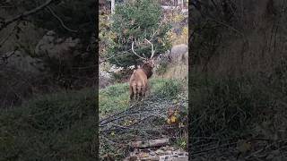 Bambi is back😝 cerf mountains garden bambi nature [upl. by Aitnohs]