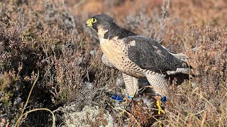 Falconry Grouse hawking with peregrine over pointer in the Scottish highlands [upl. by Adnorrahs]