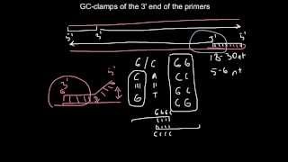 Primer design What is 3 GC clamp [upl. by Feledy]