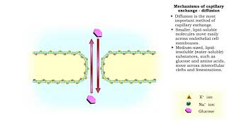 Mechanisms of capillary exchange [upl. by Fabrianne303]