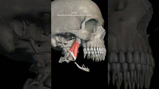 medial pterygoid muscle with origin insertion Nerve supply 3danatomy anatomy headandneckanatomy [upl. by Azil]