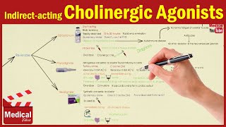 Pharmacology ANS 7 Indirect Acting Cholinergic Drugs Edrophonium  Physostigmine  Neostigmine [upl. by Telfer207]