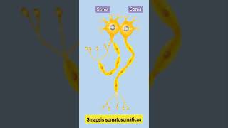 Sinapsis  Sinapsis neuronal  Sinapsis fisiología  Sinapsis somatosomáticas [upl. by Clarkin]