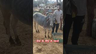 रियर व्हाइट गीर gir cow farm dairy farm vlogs Farmers choice Baawale chore short Tharparkar cow [upl. by Ecnerwaled837]