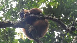 Redfronted brown lemur in the wild Madagascar [upl. by Ahseeyt]