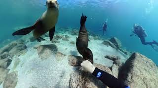 Attacked by baby sea lion [upl. by Casilda]