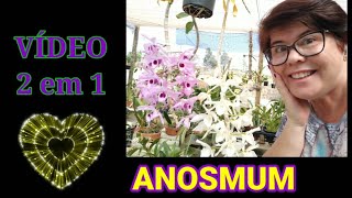 Vídeo 2 em 1  DENDROBIUM ANOSMUM  COMO CULTIVAR e COMO FAZER MUDAS FÁCIL ❤️ [upl. by Joycelin950]