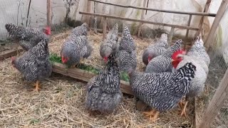 amrock chicken  amrock chicken breed 🐓🐓🐓 [upl. by Voltz]