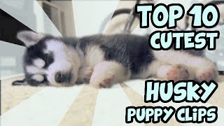 TOP 10 CUTEST HUSKY PUPPY VIDEOS OF ALL TIME [upl. by Pownall]