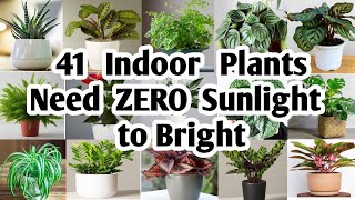 41 Indoor Plants need Zero sunlight to bright  Plant and Planting [upl. by Eveline]