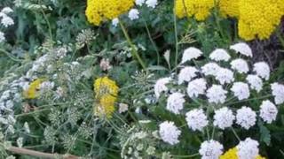 Растение Амми большая лат Ammi majus [upl. by Schaefer]