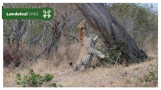 4K Wildlife Uninterrupted Magic  Nweti Male Leopard on a Mission [upl. by Eittap]